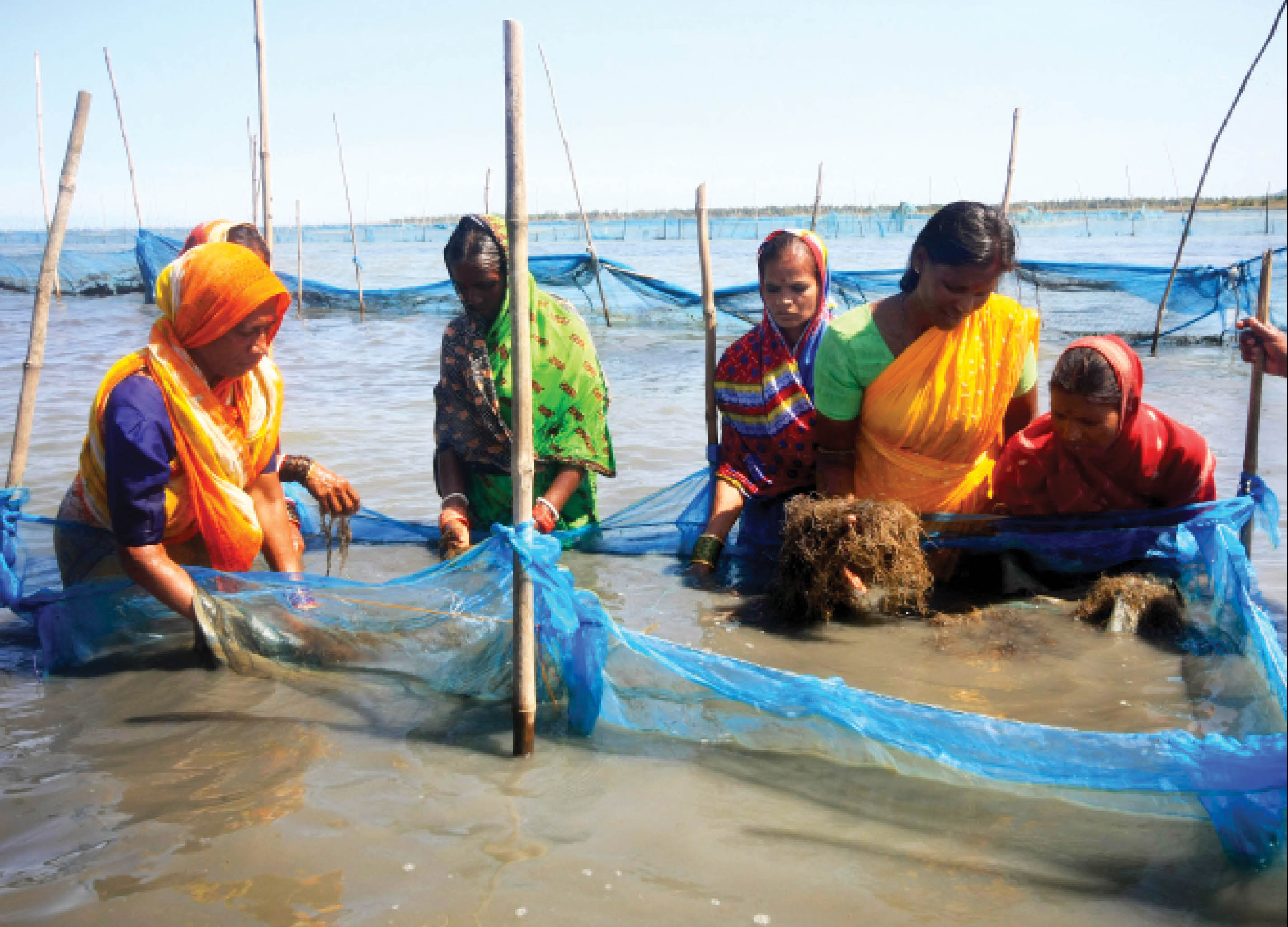Sea Farming: A New Model for sustainable livelihood in Coastal India